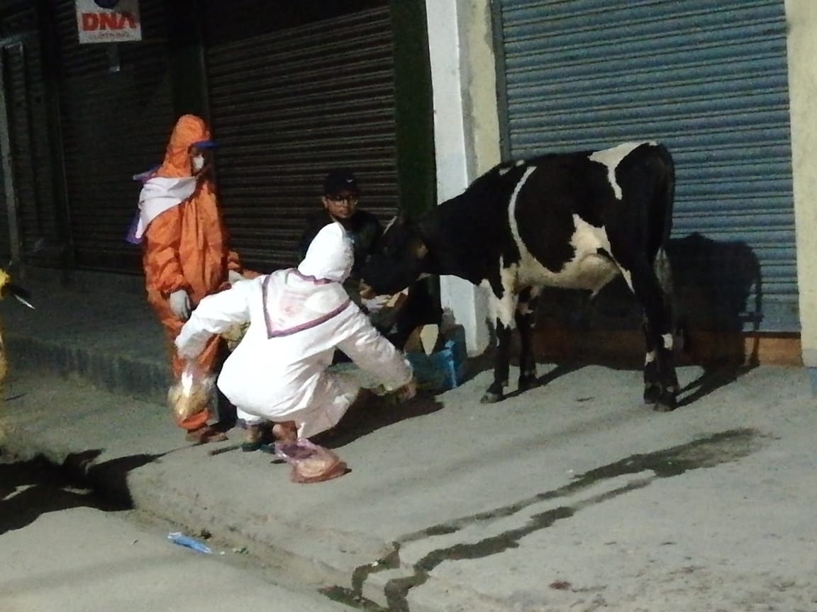 animal-feeding-2